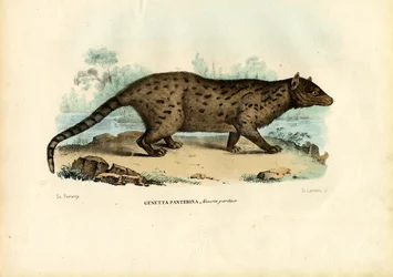 Genetta pardina, 1863-79